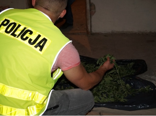 pole konopi słupca - Policja Poznań
