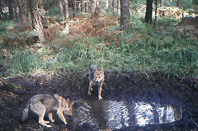 Wilki w nadleśnictiwe antonin - Nadleśnictwo Antonin 