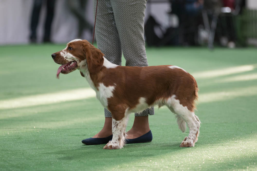 wystawa psów mtp - Leon Bielewicz
