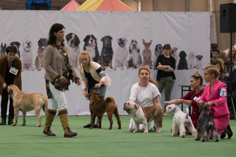 wystawa psów mtp - Leon Bielewicz