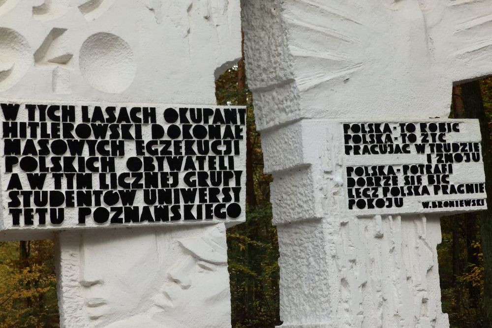 Znicze w Lasach Zakrzewskich