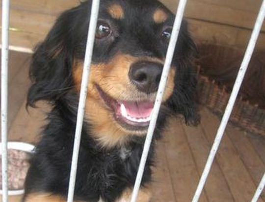 Pies wyrzucony przez okno - Help Animals Kalisz