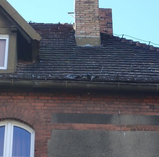 martwe gołębie - Straż Miejska