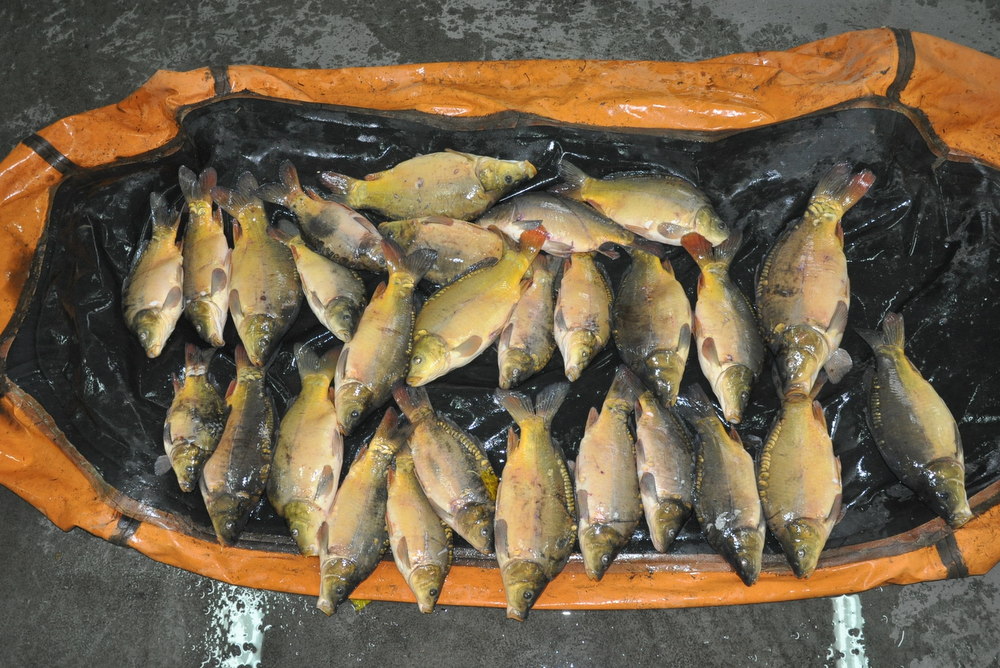 skłusowane ryby w pontonie - Policja Międzychód