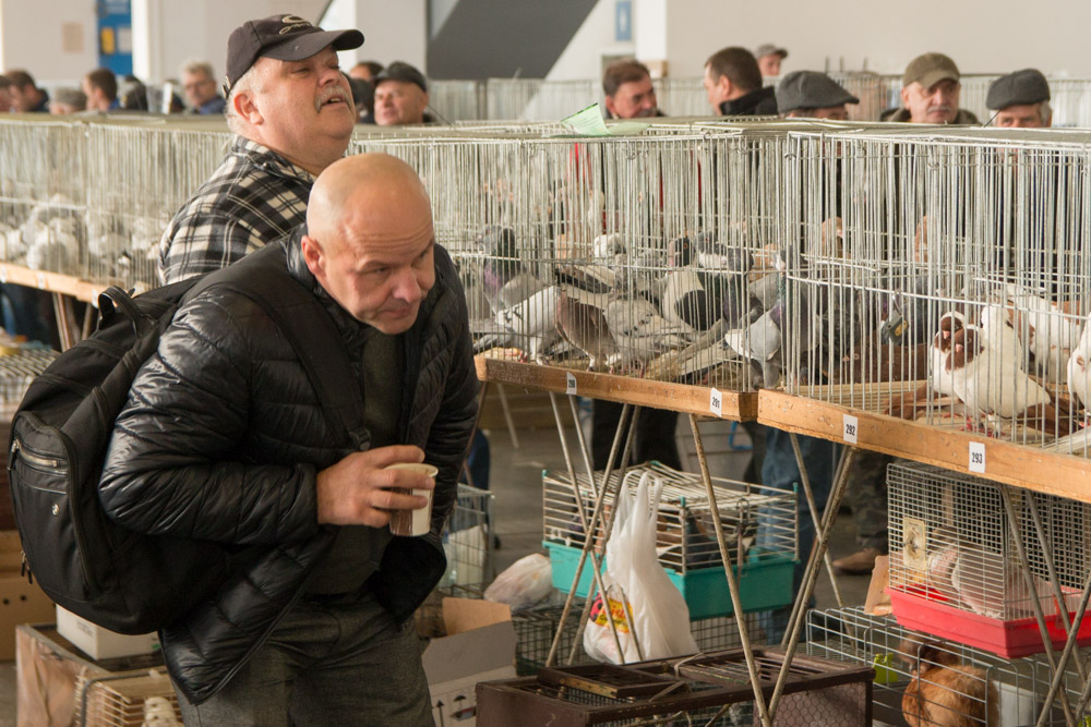 wystawa gołębi na mtp - Leon Bielewicz
