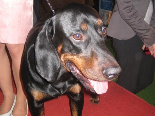 Najpiękniejszy Pies wystawy w Lesznie - Jacek Marciniak