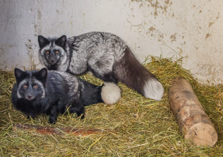 lisi azyl - facebook.com/starezoopoznan