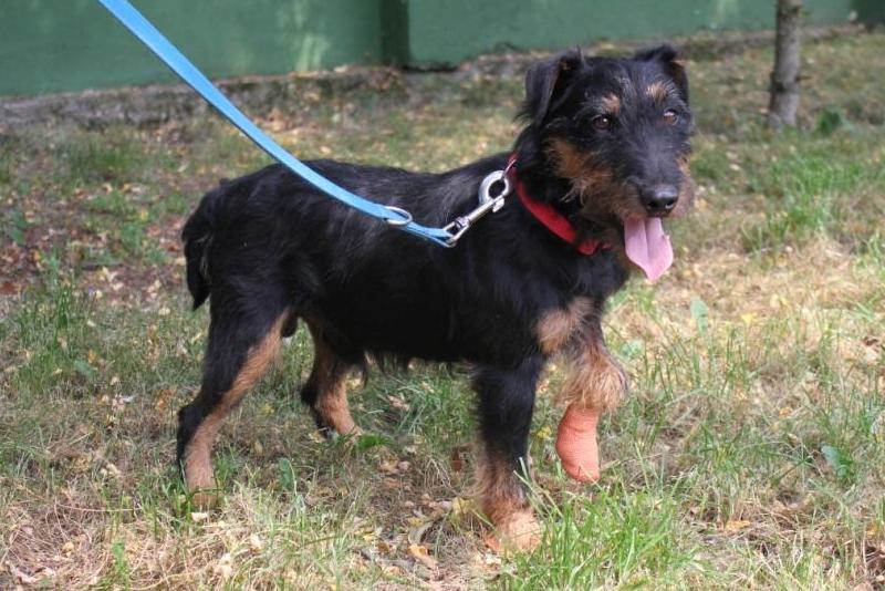 Jurgen-zaginął-1-mniejsze - Schronisko dla zwierząt w Poznaniu