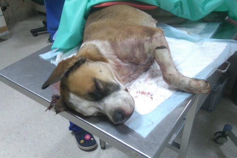 przywiązany przez oprawcę - Straż Miejska Miasta Poznania