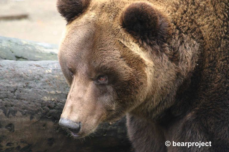 bearprojekt - bearproject.org