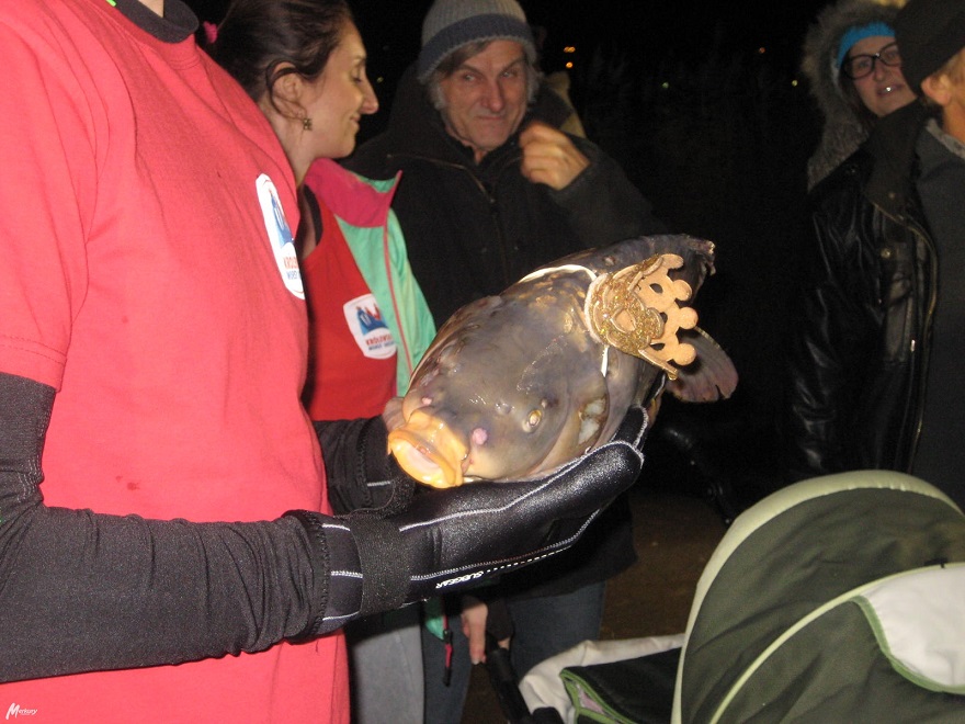 krol-karp-8 - Rafał Muniak