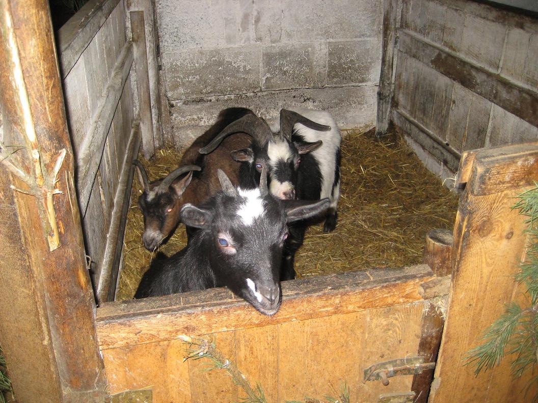 żywa zopka pawłowo (2) - Rafał Muniak