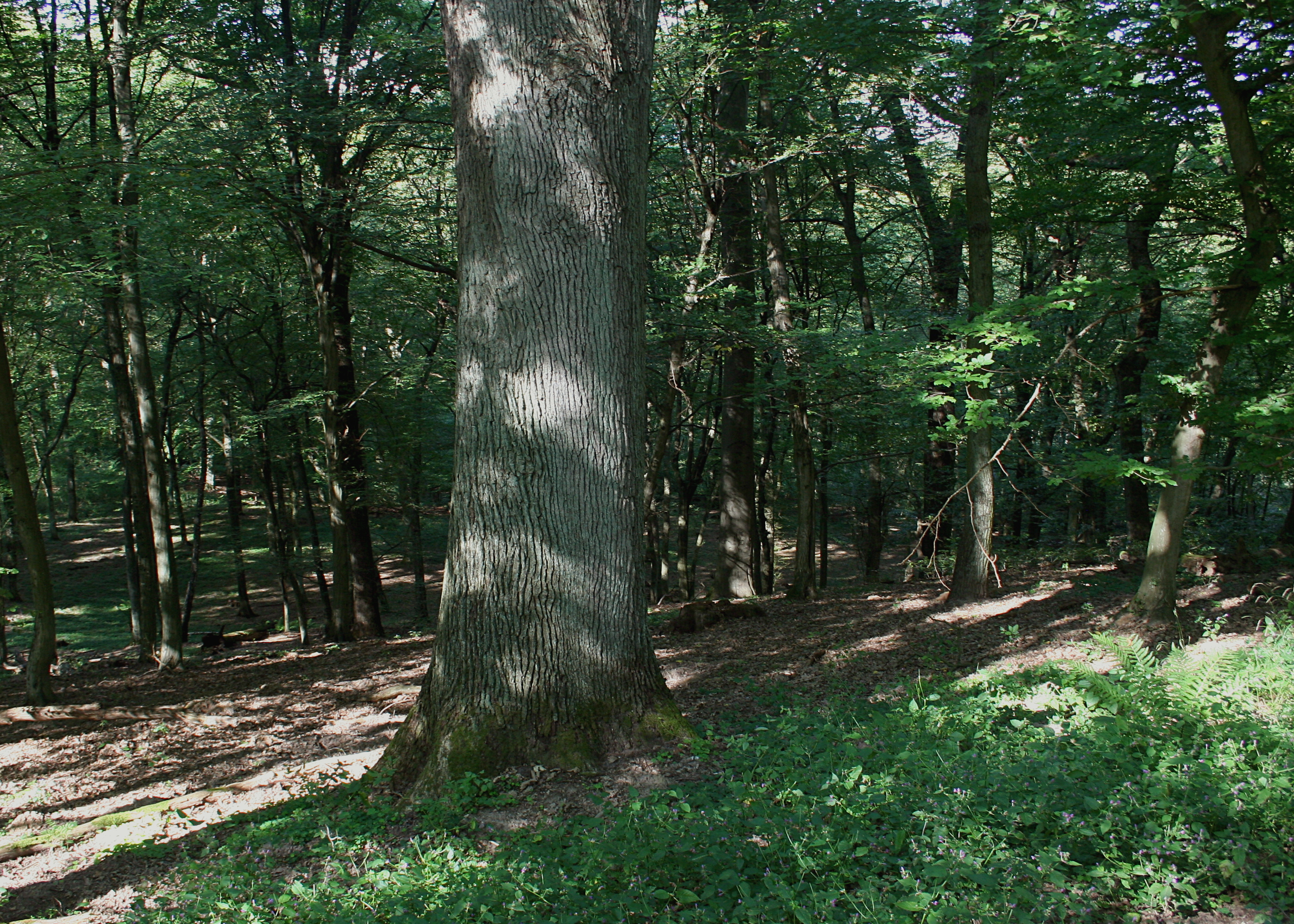 dolina kamionki - wikimedia commons