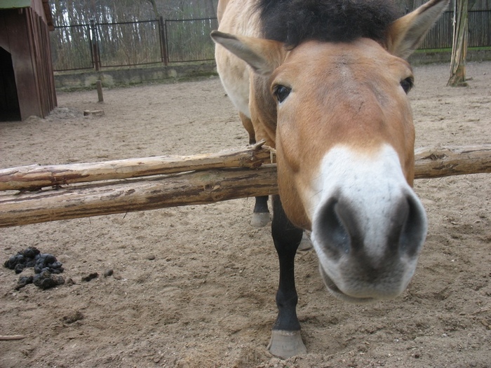 frycek koń z minizoo - PGKiM Konin