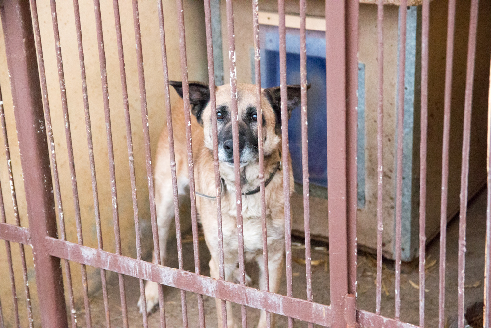 Schronisko dla psów w Poznaniu - Tomasz Żmudziński