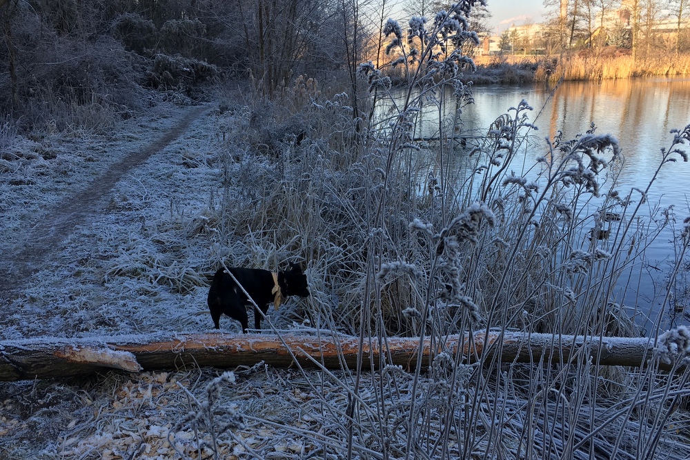 zima nad jeziorem - Wojtek Wardejn