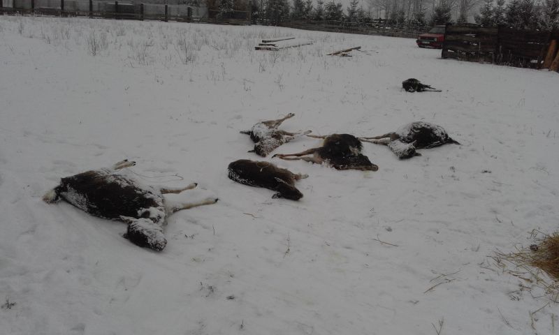 wilki zjadly daniele - Andrzej Ciborski