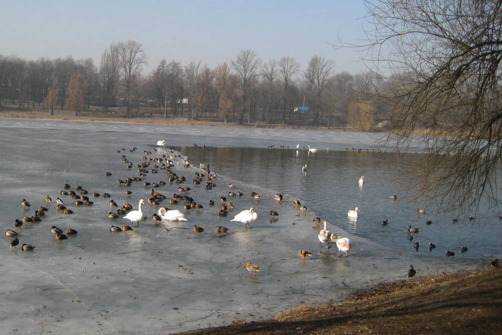 ptasia grypa ptaki kaczki łabędzie nad jeziorem (3) - Rafał Muniak