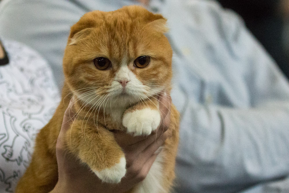 dzień kota w schronisku - Leon Bielewicz