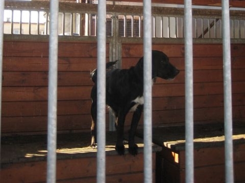 Pies pod opieką wirtualną - Danuta Synkiewicz