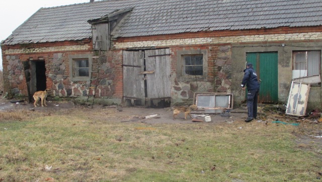 zagłodzone zwierzęta spod konina - KPP Koło