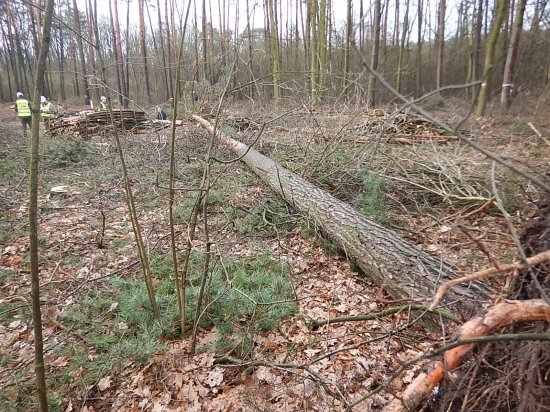 powalone drzewa w lesie - Straż Pożarna Koło
