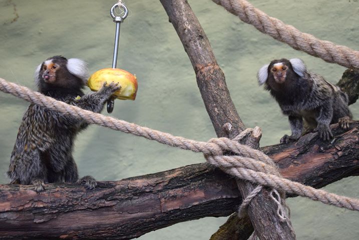 stare zoo małpy - Stare ZOO