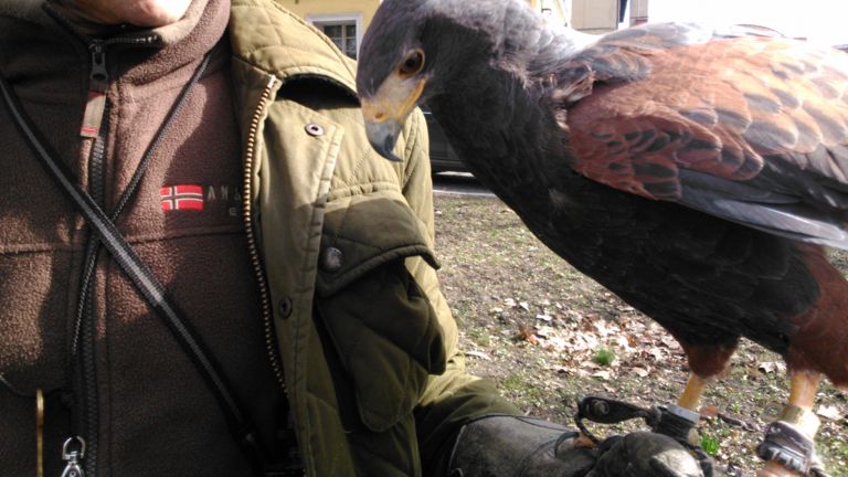jastrzębie leszno - TVP Poznań