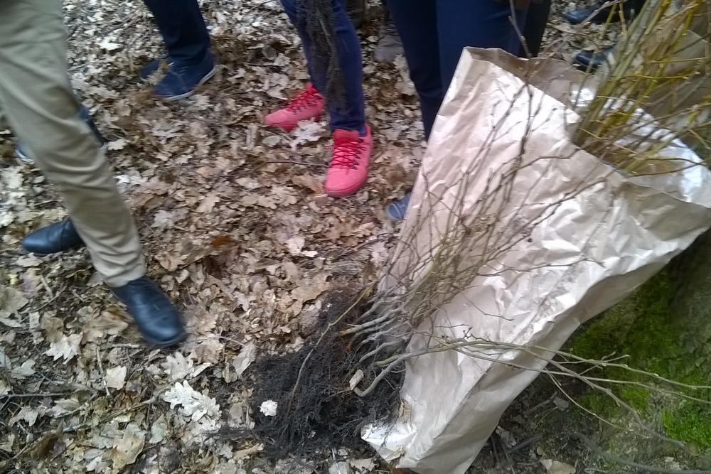 sadzenie drzew (5) - Jacek Butlewski