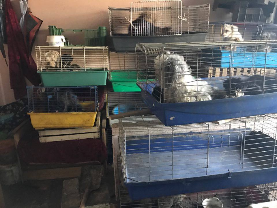 pseudohodowla psy - Help Animals