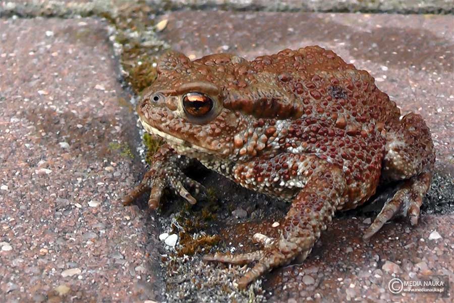 ropucha - medianauka.pl