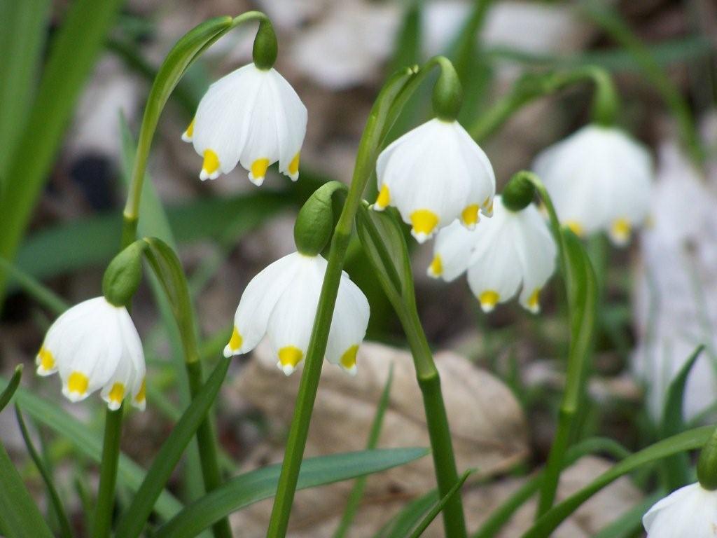 śnieżyca wiosenne - Urząd Miasta i Gminy Murowana Goślina
