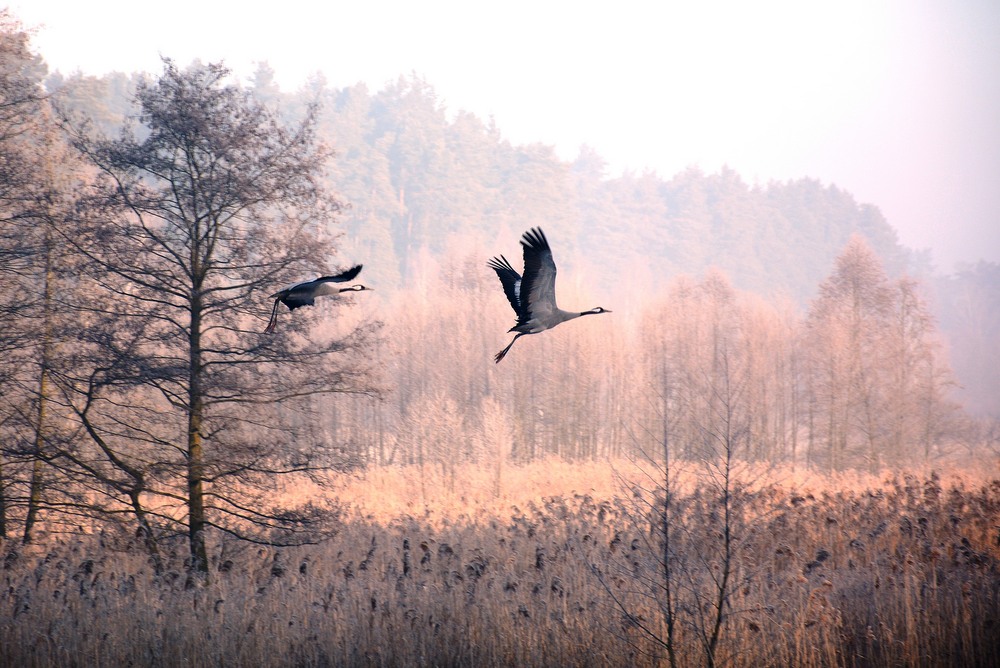 lecą żurawie - Marek Wąsowicz
