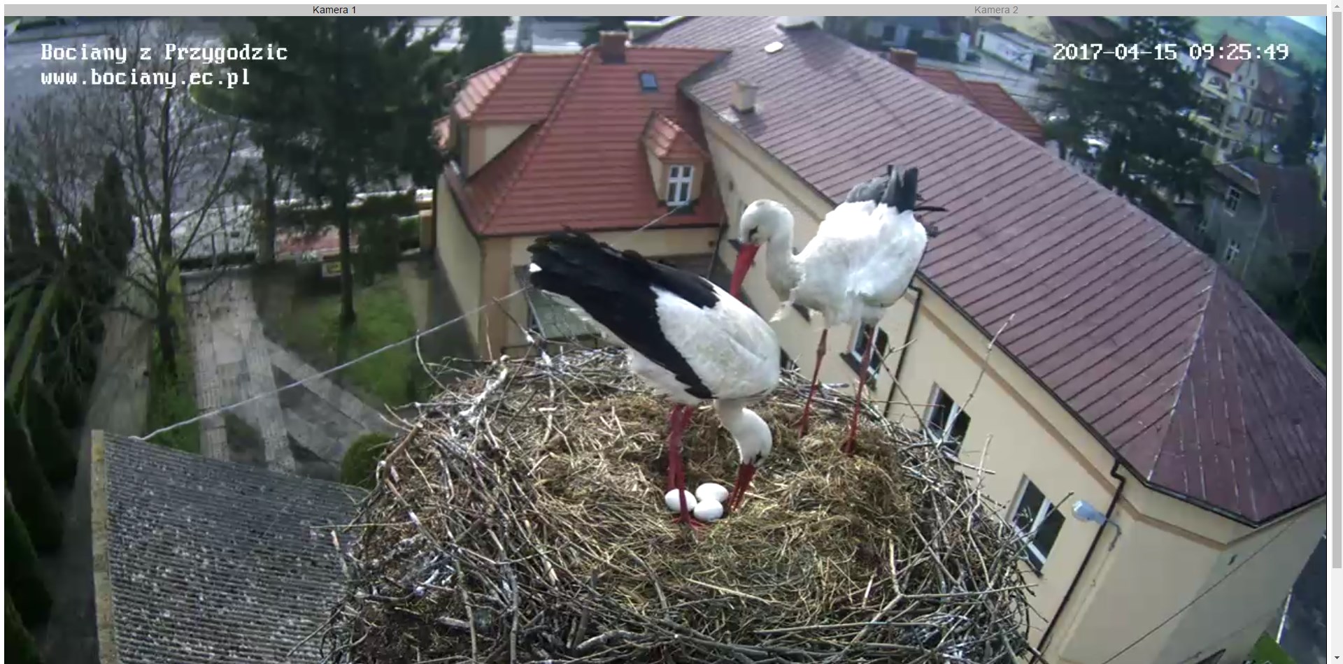 bociany jajka - bociany.ec.pl