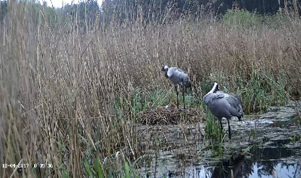 żurawie w kamerze - Kamera ŻurawTV
