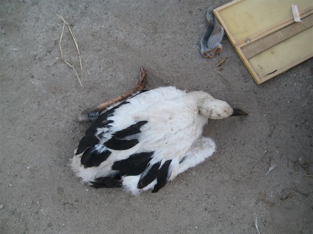 Obrączkowanie bocianów w Lesznie - Jacek Marciniak