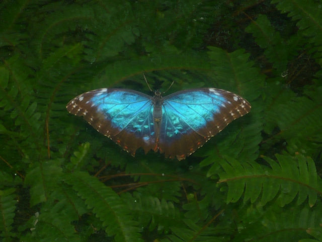 Motyle Palmiarnia - Archiwum Radia Merkury