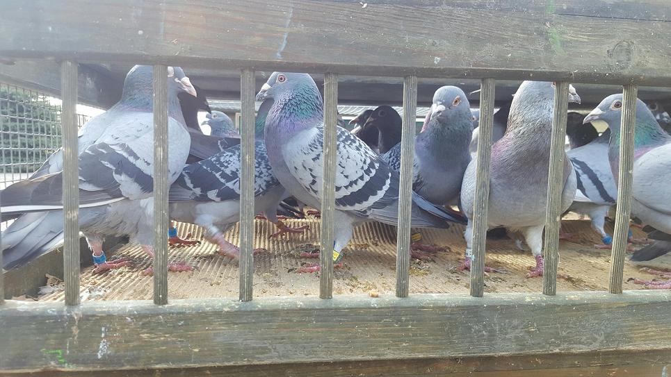 gołębie 2 - Michał Jędrkowiak