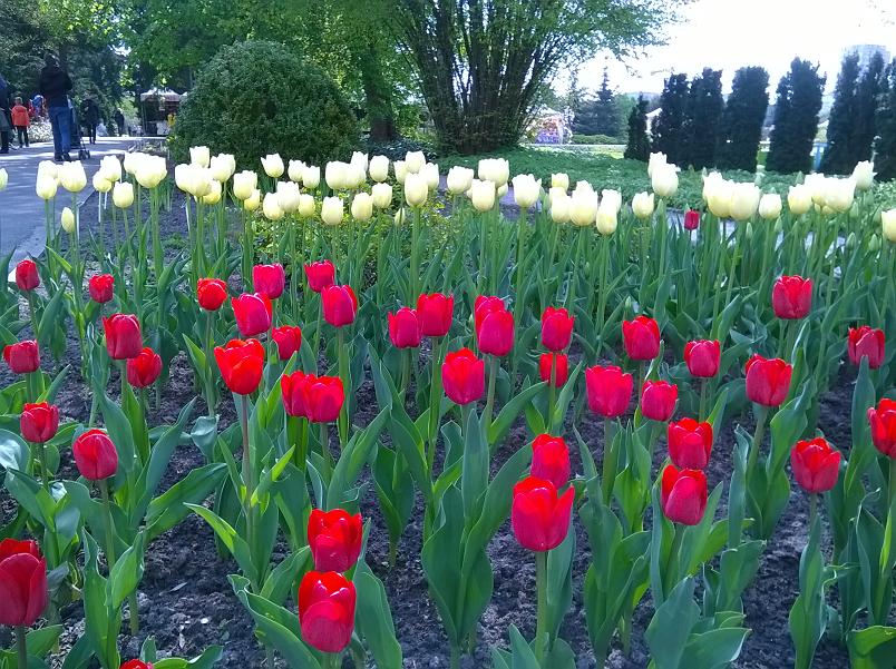 Botanik (2) - Jacek Butlewski 