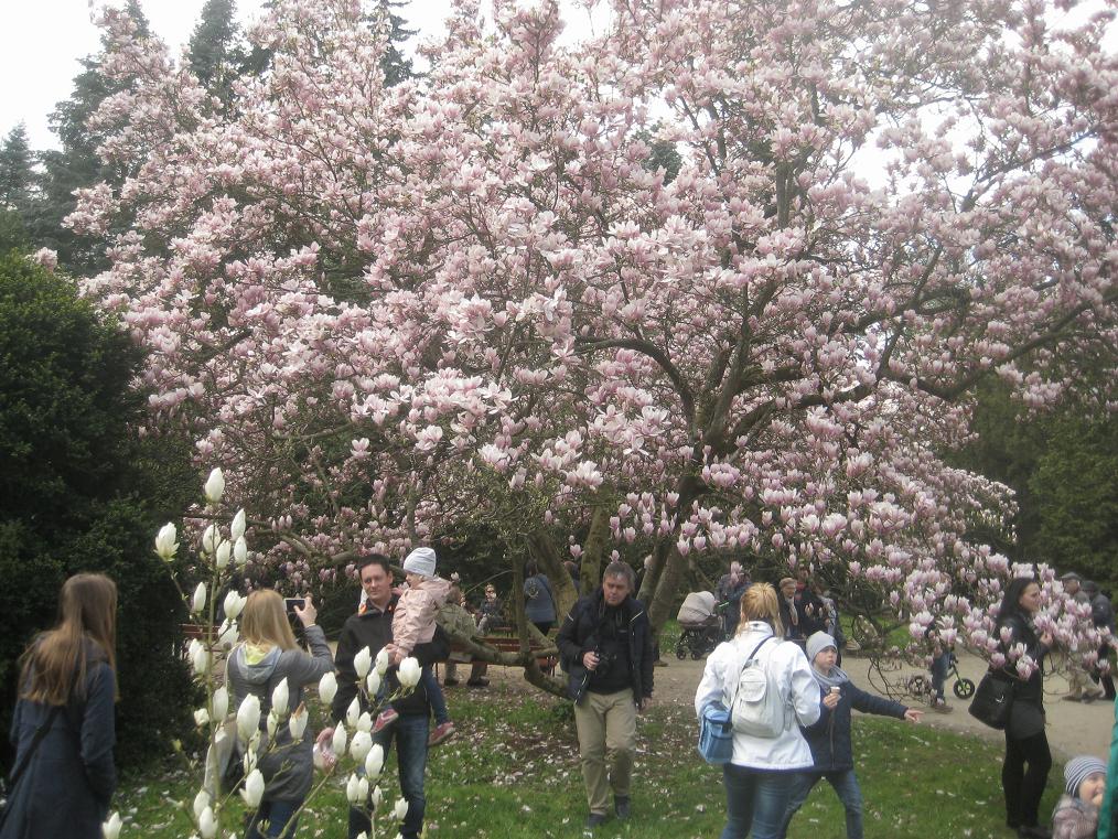 magnolie Kórnik 8 - Rafał Regulski