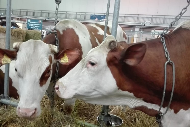 krowy na MTP - MTP/KWZH