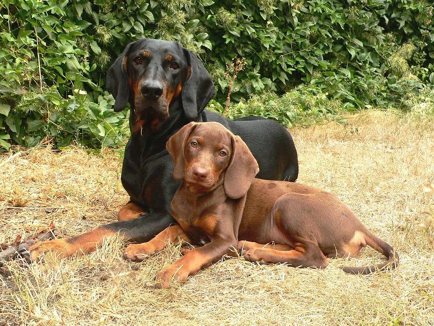 psy myśliwskie - Wikipedia