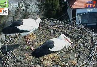 Bociany z Przygodzic - Archiwum