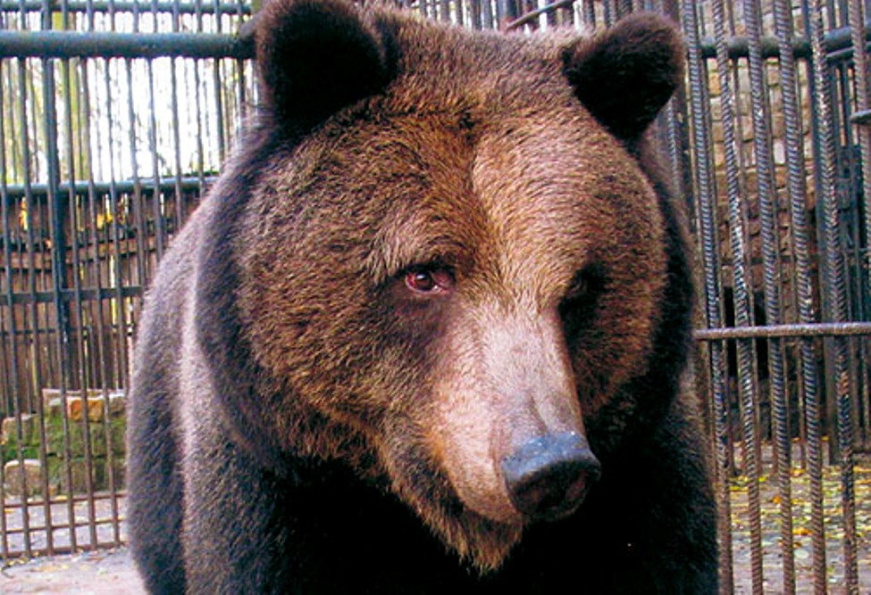 mino zoo leszno - Miejski Zakład Zieleni w Lesznie - Miejski Zakład Zieleni w Lesznie