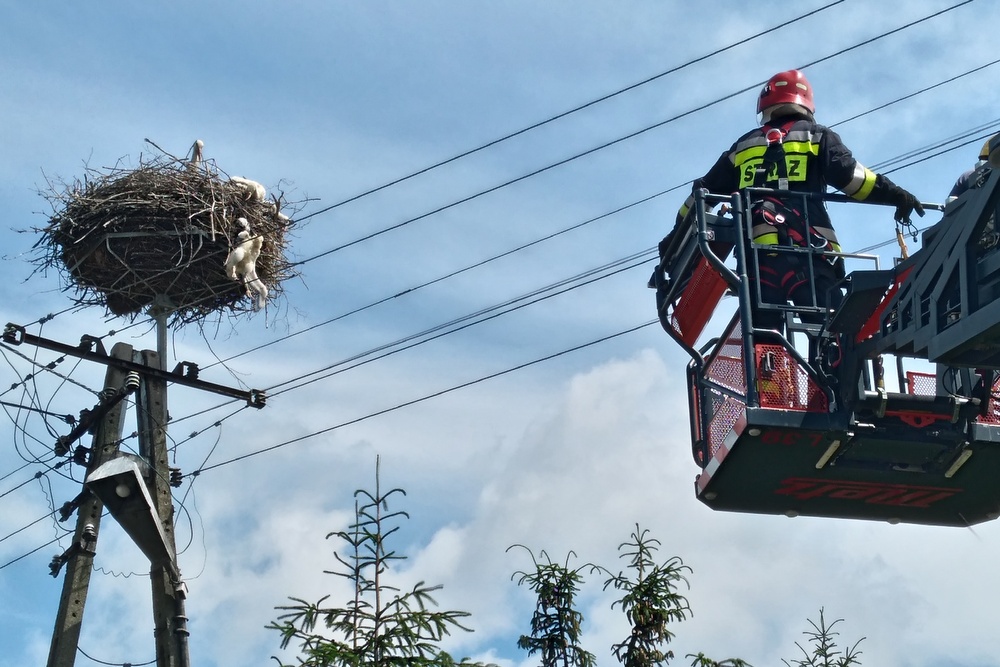 bociany zaplątane w sznurki - KM PSP Konin