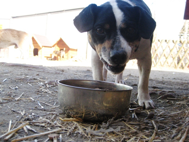 schronisko Gaj 4 - Rafał Regulski