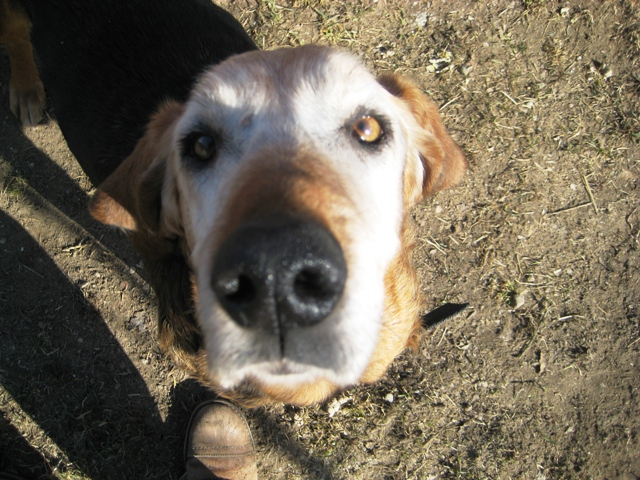 schronisko Gaj 3 - Rafał Regulski