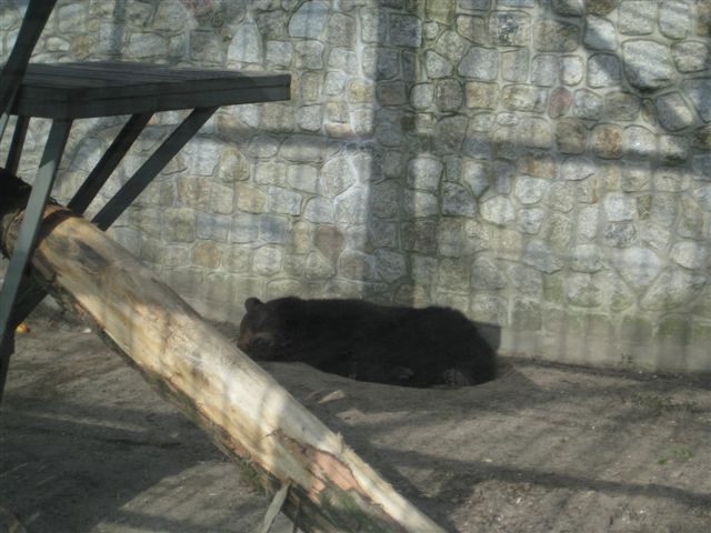 Niedzwiedzie w Lesznie  - Jacek Marciniak