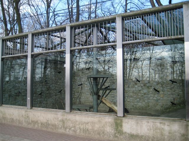 Niedzwiedzie w Lesznie  - Jacek Marciniak