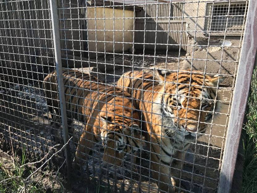 tygrysy z hodowli pod śremem - Ruch Rzecz Zwierząt Viva!